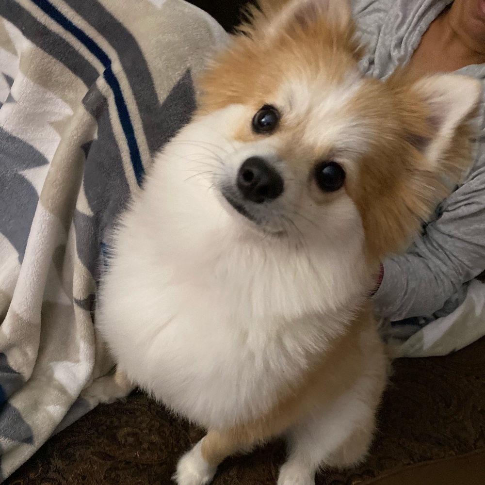 Meet your Posher, Virginia